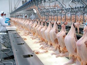 Correia para abatedouro de frango